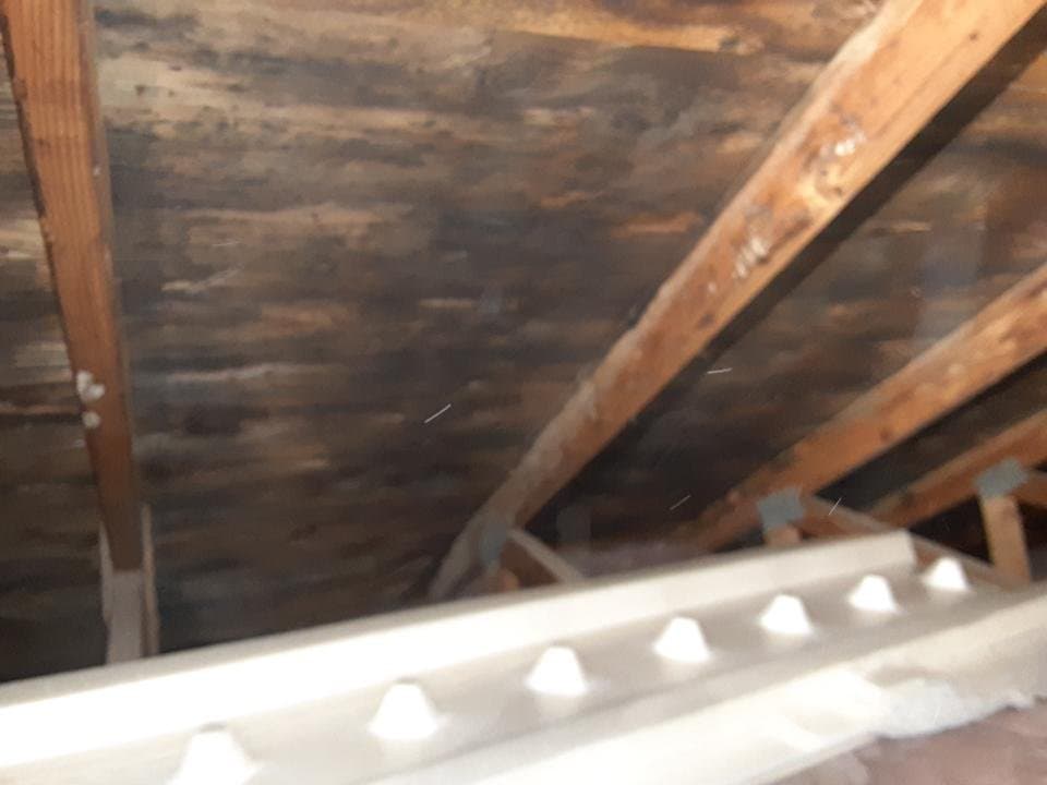 Mold staining across attic decking and rafters before mold remediation